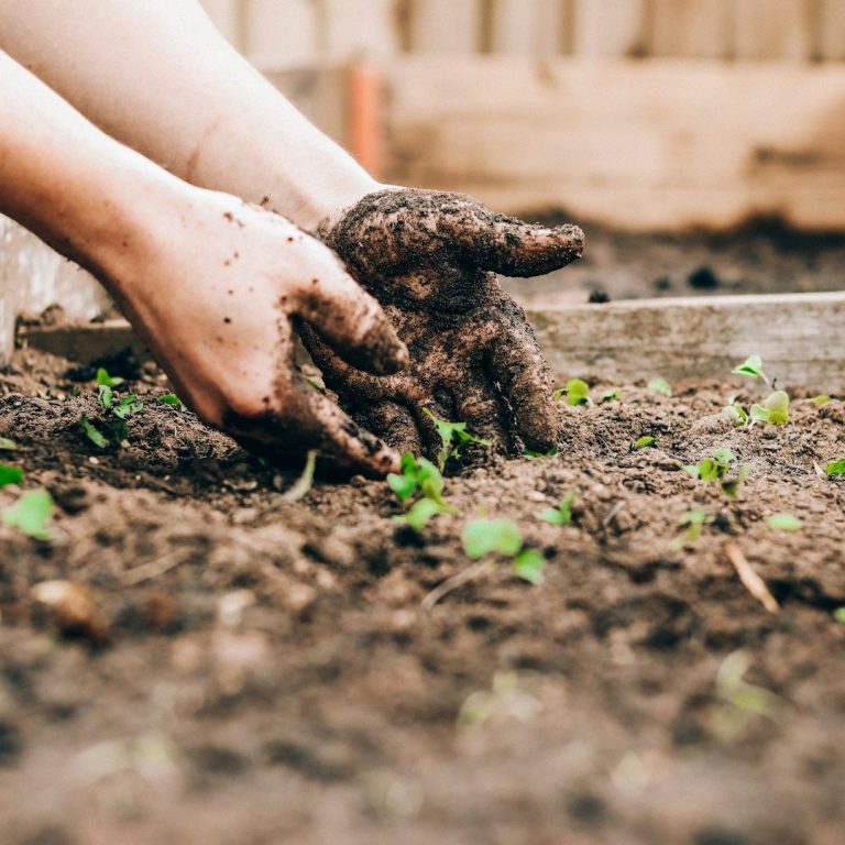 Mains couvertes de terre plantant des graines dans un potager.